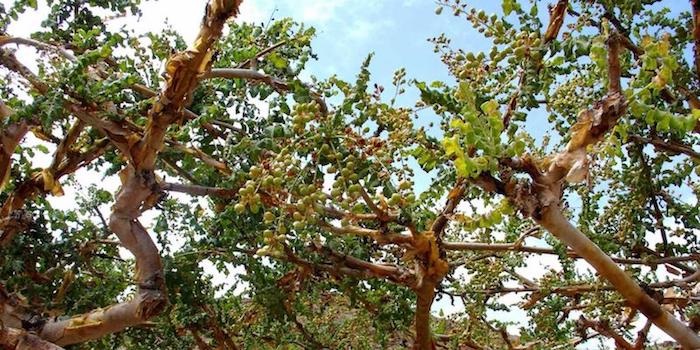 Босвеллия (boswellia serrata) – лечебные свойства и применение