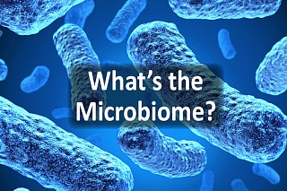 Пробиотики (полезные бактерии) – влияние на организм человека (фото)